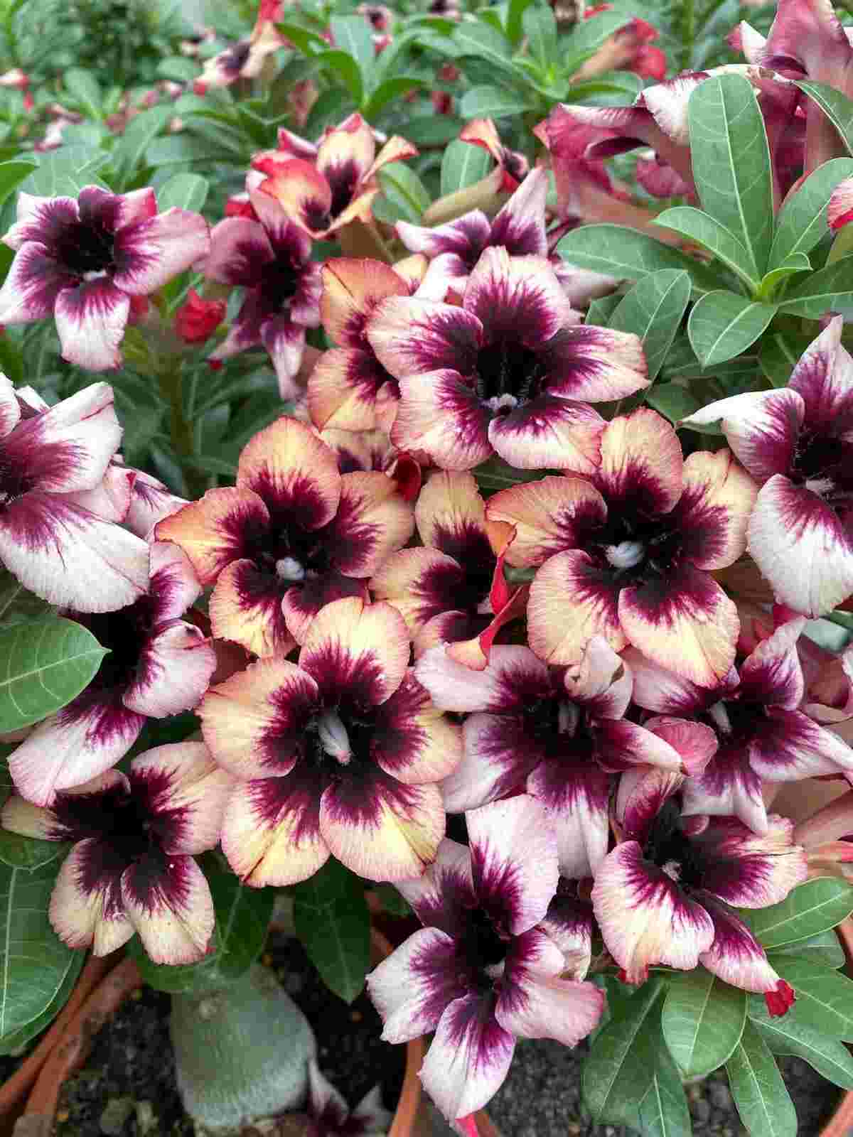 Adenium