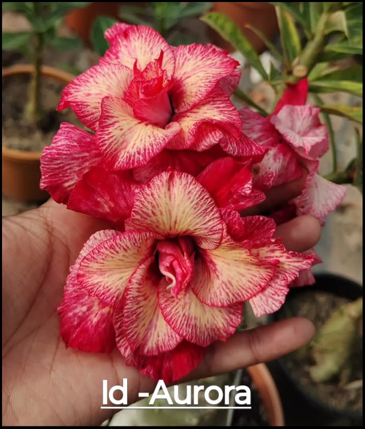 Single Petal Adenium category image