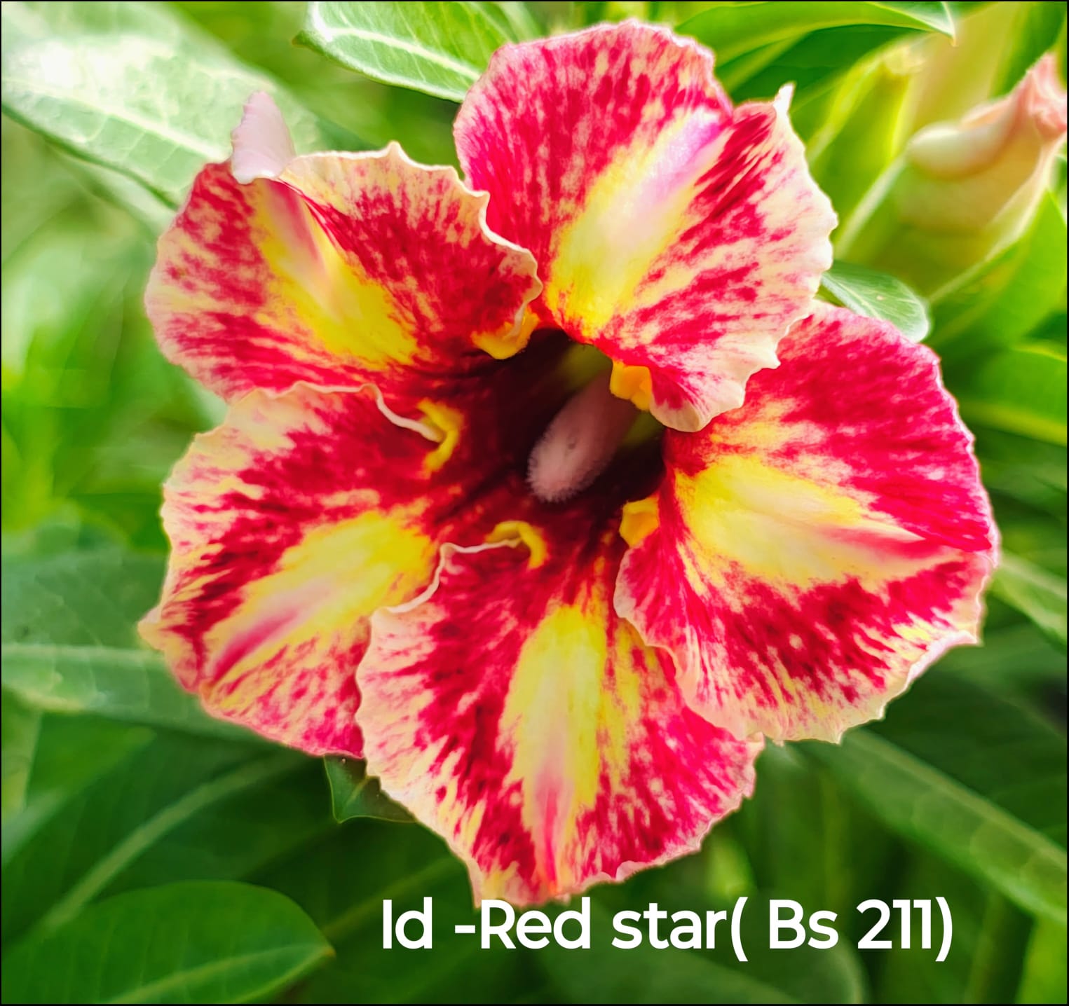 Stunning Rosy Adenium 2