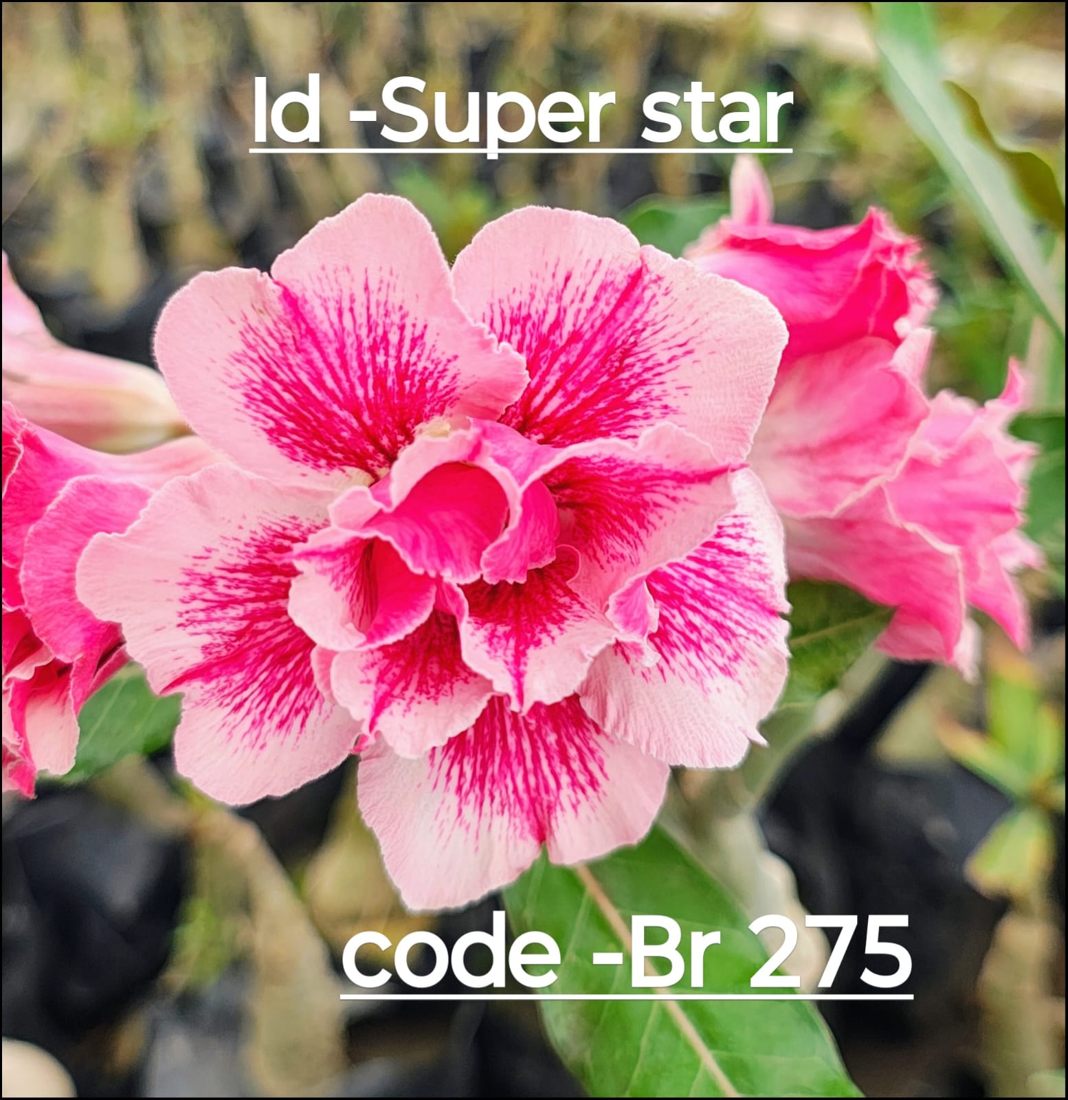 Double Petal Adenium category image